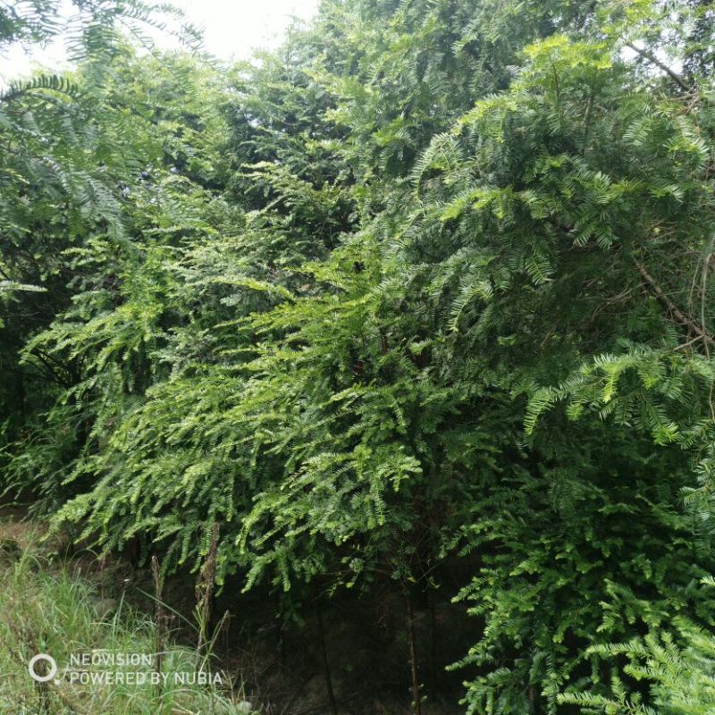 红豆彬