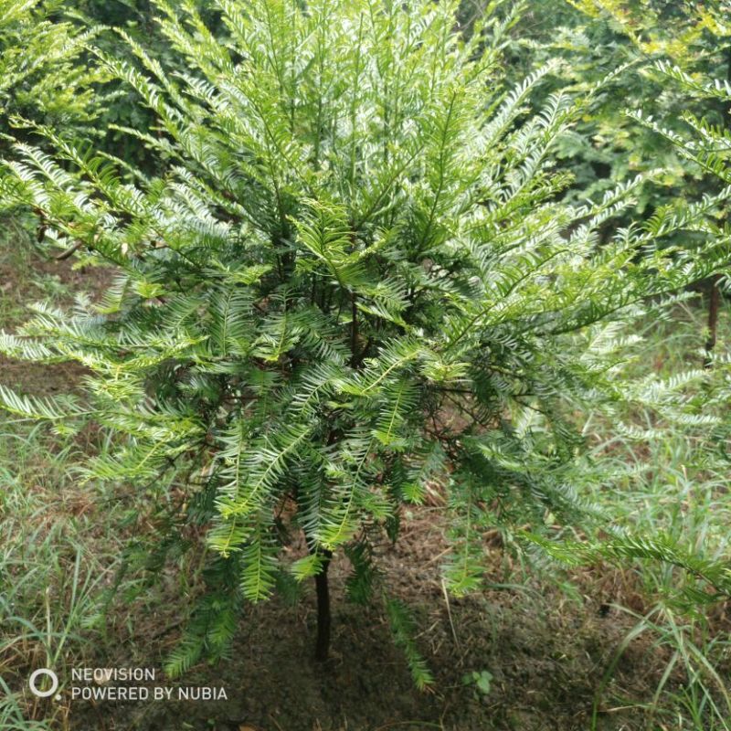 红豆彬