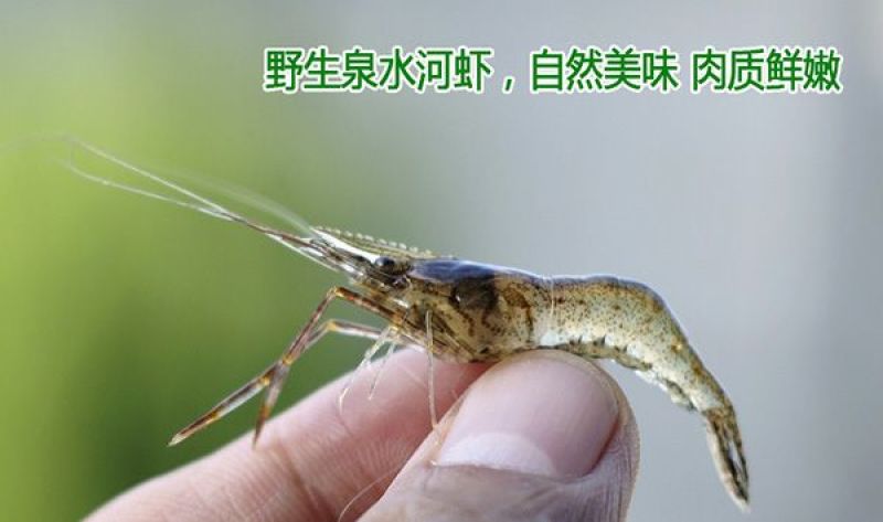 大别山干鱼干虾