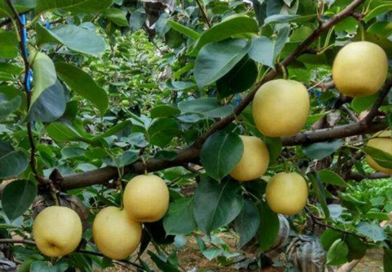 皇冠梨种植基地胜果期各种规格