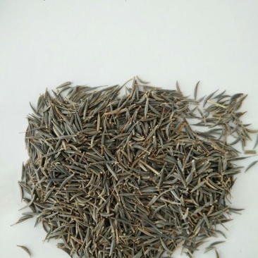 波斯菊种子批发价格