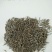 波斯菊种子批发价格