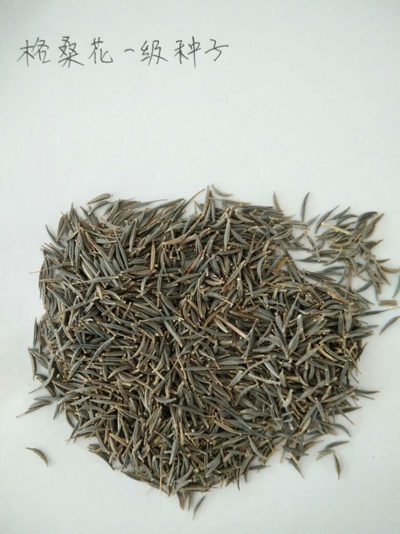 波斯菊种子批发价格