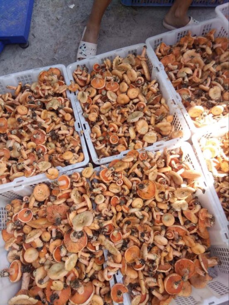 松树菌特级