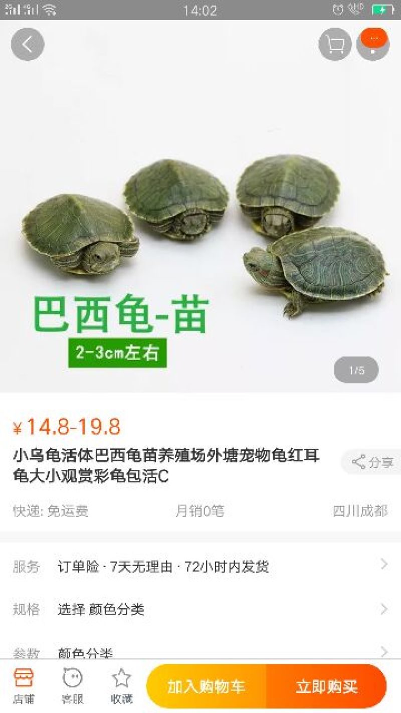 鳄鱼龟苗，巴西龟苗，