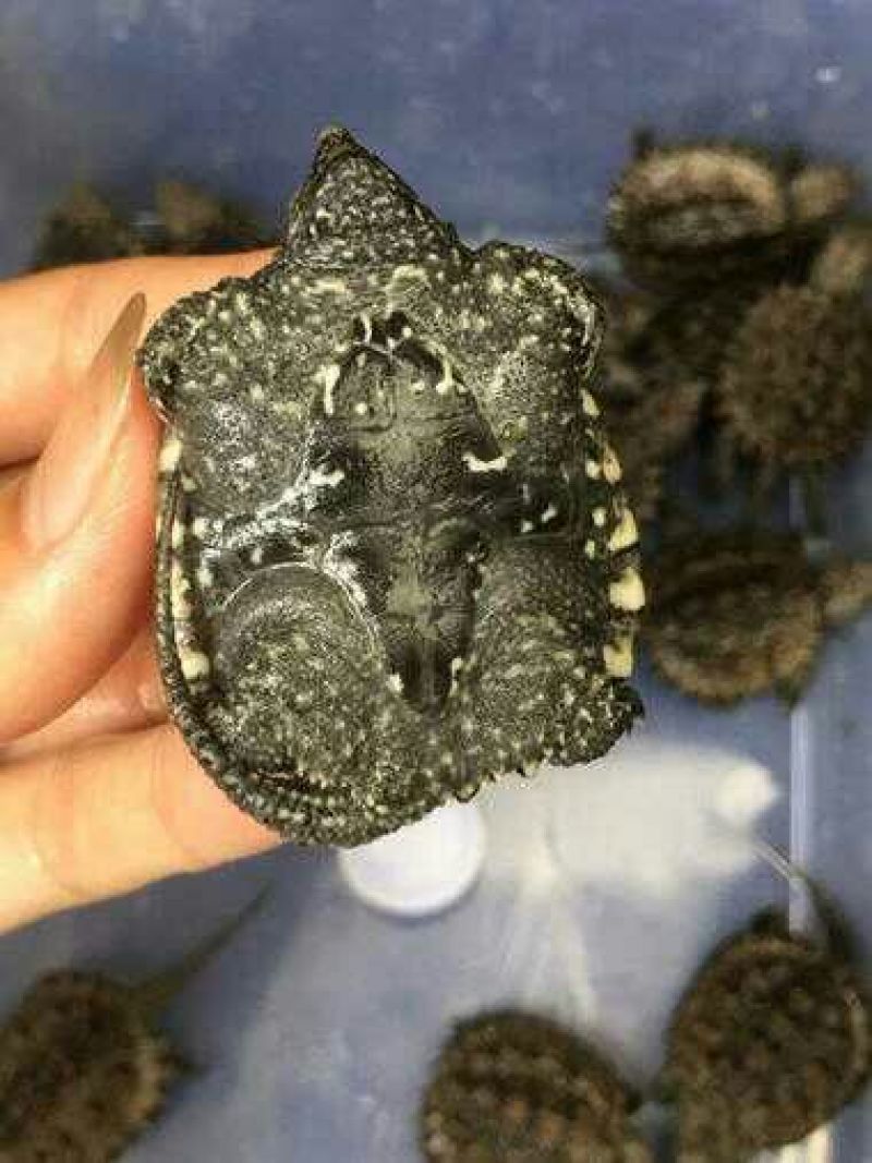 鳄鱼龟苗，巴西龟苗，