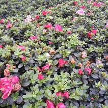 西洋杜鹃西洋杜鹃花盆栽植物室内带花苞好养常年四季开花