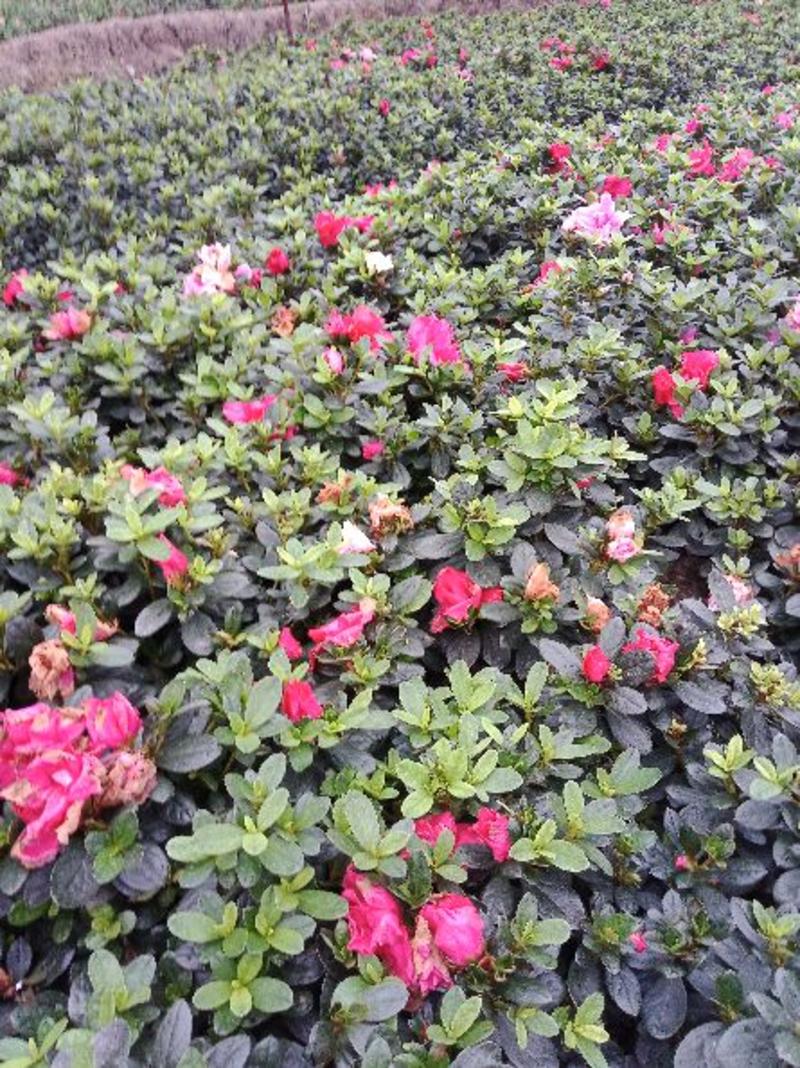 西洋杜鹃西洋杜鹃花盆栽植物室内带花苞好养常年四季开花