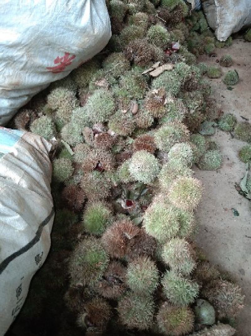 大凉山早熟板栗