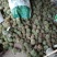 大凉山早熟板栗