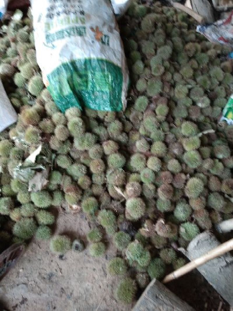 大凉山早熟板栗