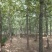 银杏树