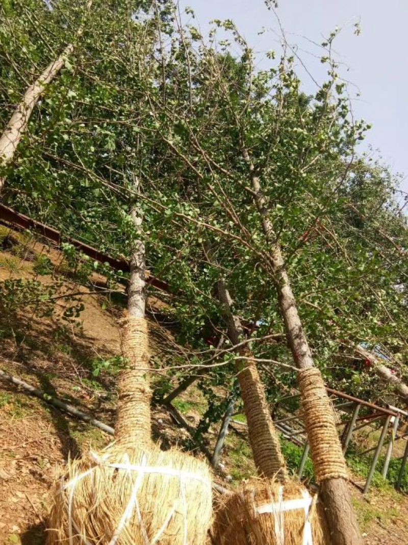 银杏树