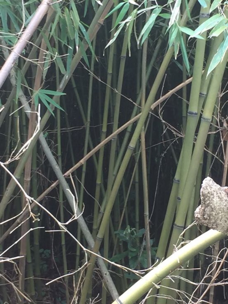 苦竹金竹