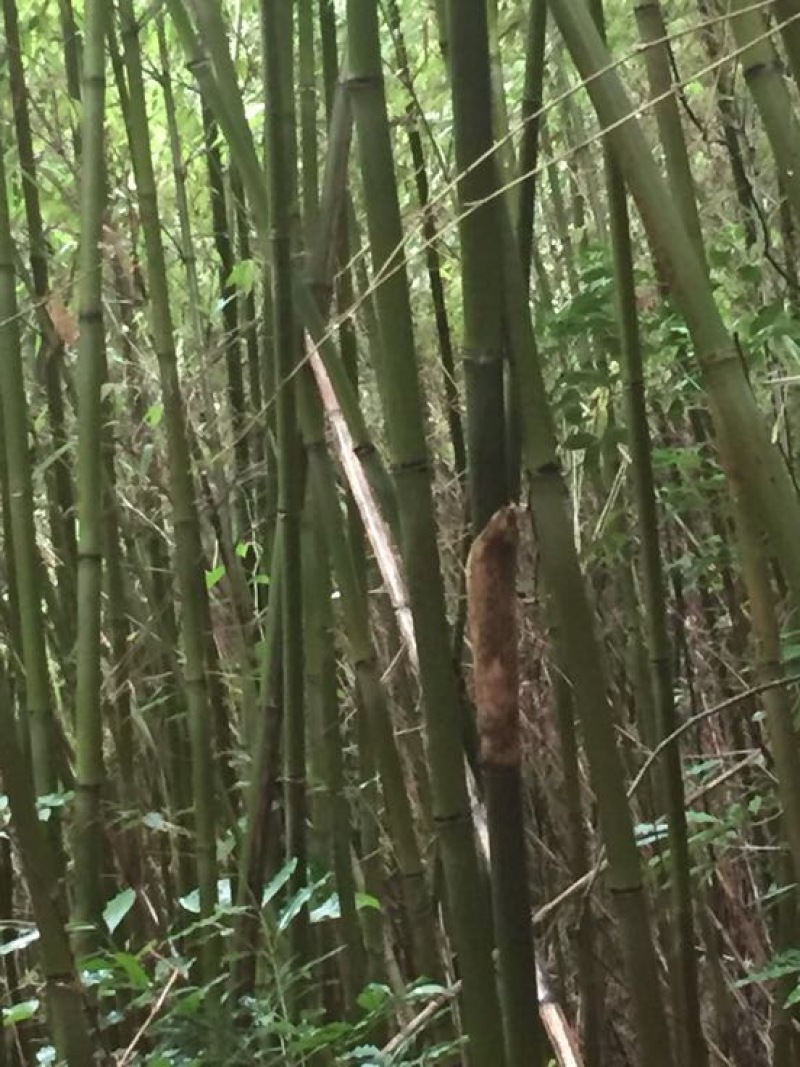 苦竹金竹