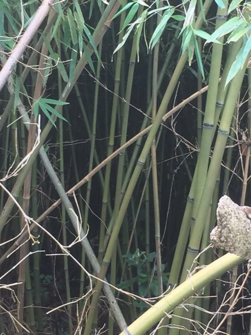苦竹金竹