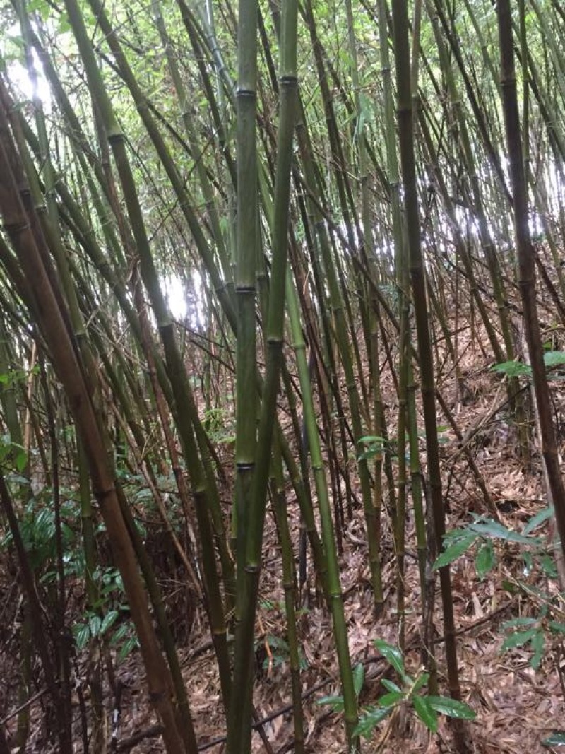 苦竹金竹