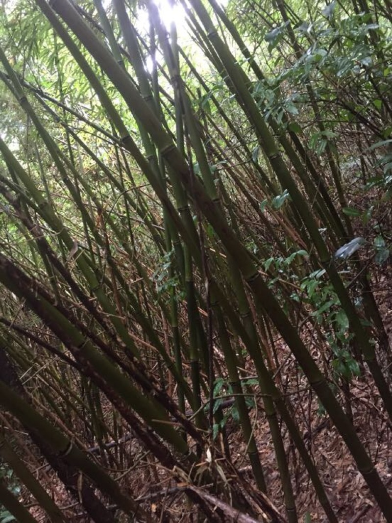 苦竹金竹