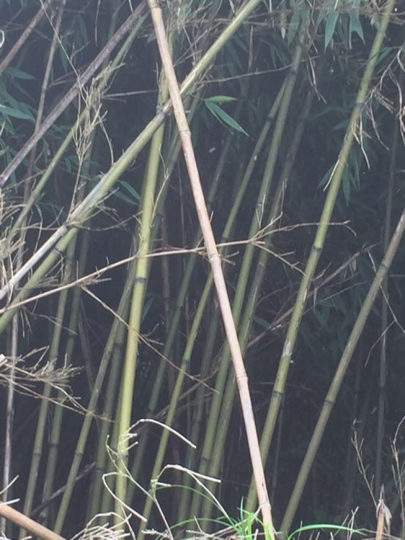 苦竹金竹