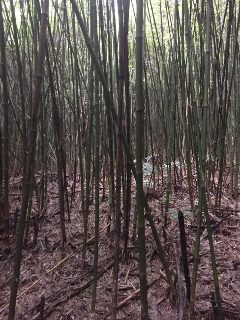 苦竹金竹