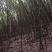 苦竹金竹