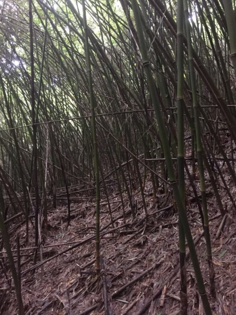 苦竹金竹