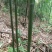 苦竹金竹