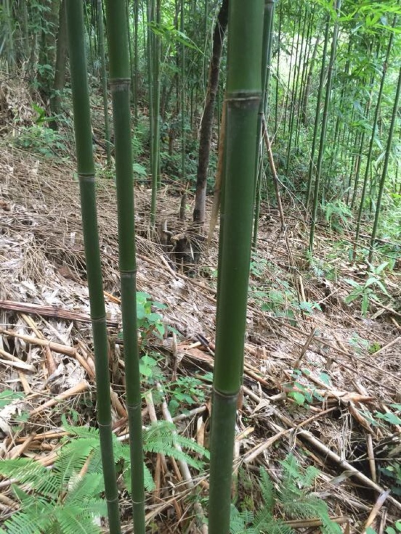 苦竹金竹
