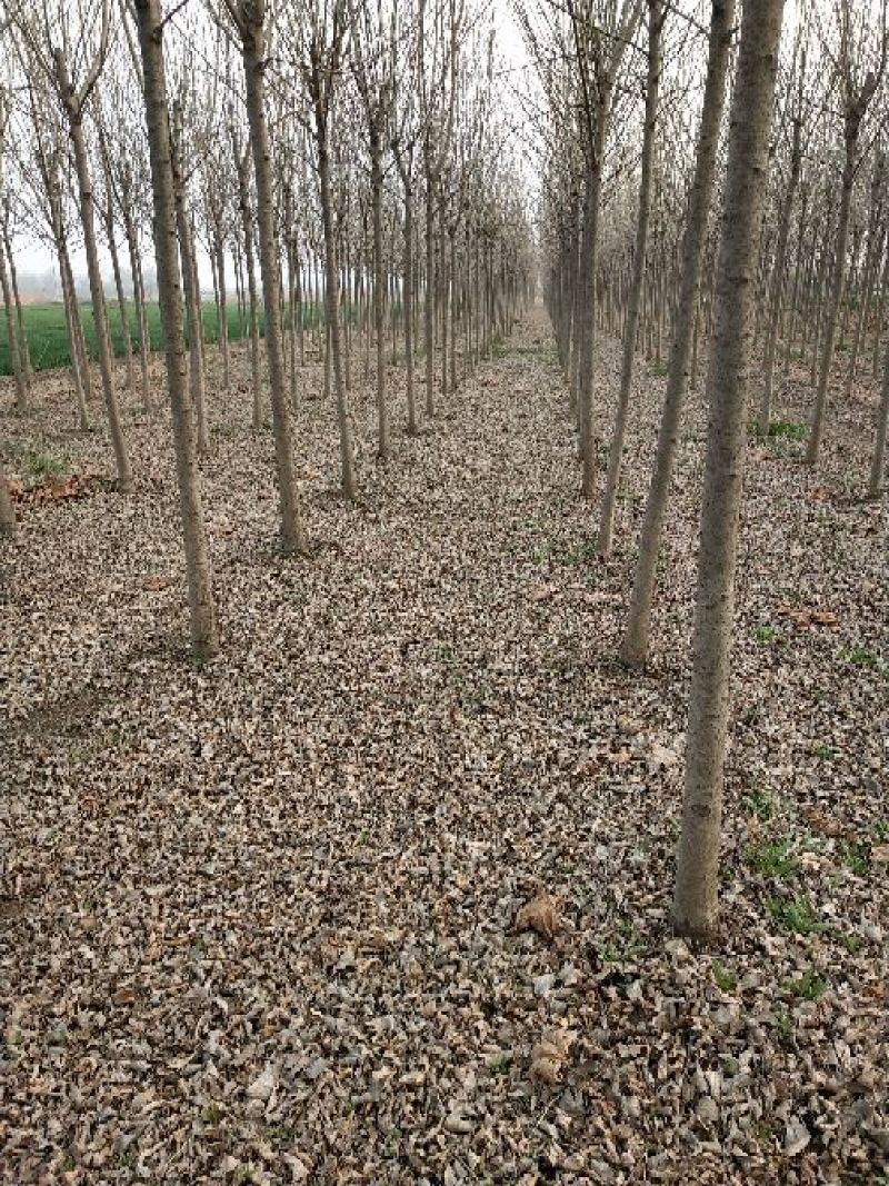 供应10公分白蜡树对节白蜡小树苗地养2年可养至3-5公