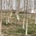 供应10公分白蜡树对节白蜡小树苗地养2年可养至3-5公