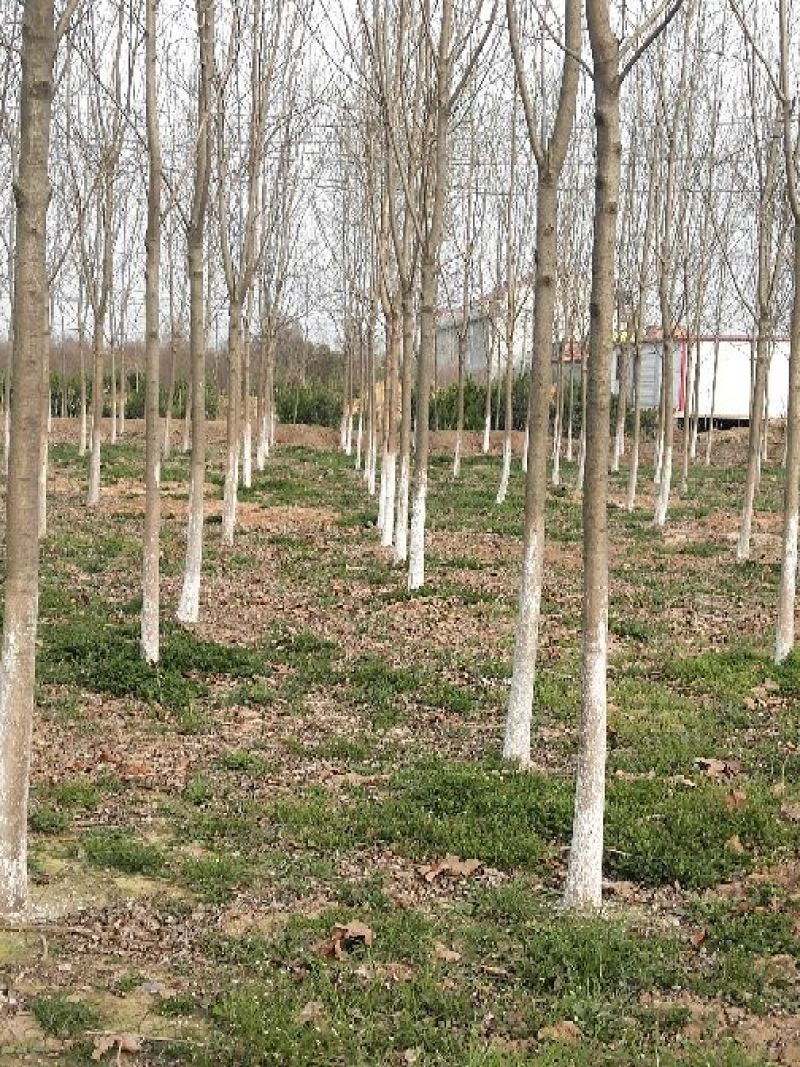 供应10公分白蜡树对节白蜡小树苗地养2年可养至3-5公