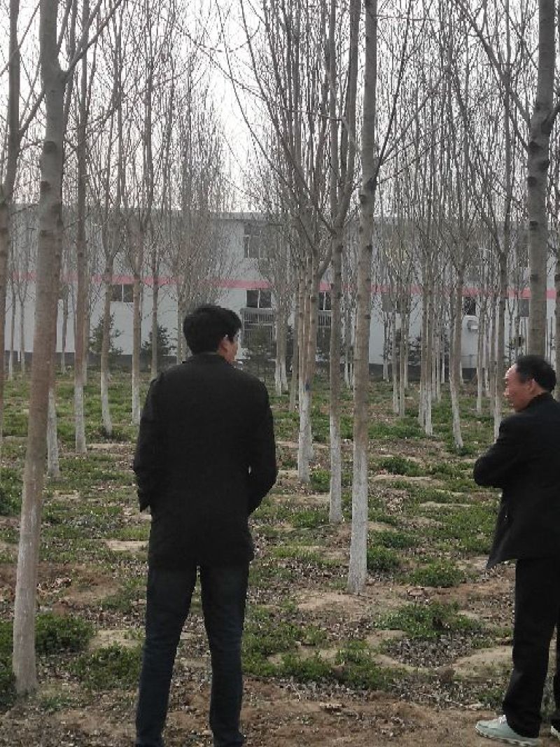 供应10公分白蜡树对节白蜡小树苗地养2年可养至3-5公