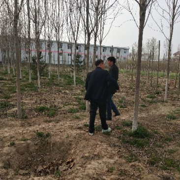 供应10公分白蜡树对节白蜡小树苗地养2年可养至3-5公