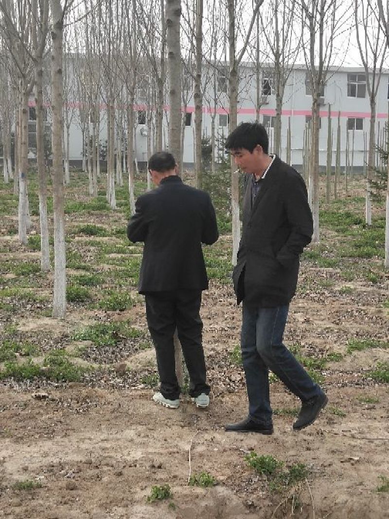 供应10公分白蜡树对节白蜡小树苗地养2年可养至3-5公