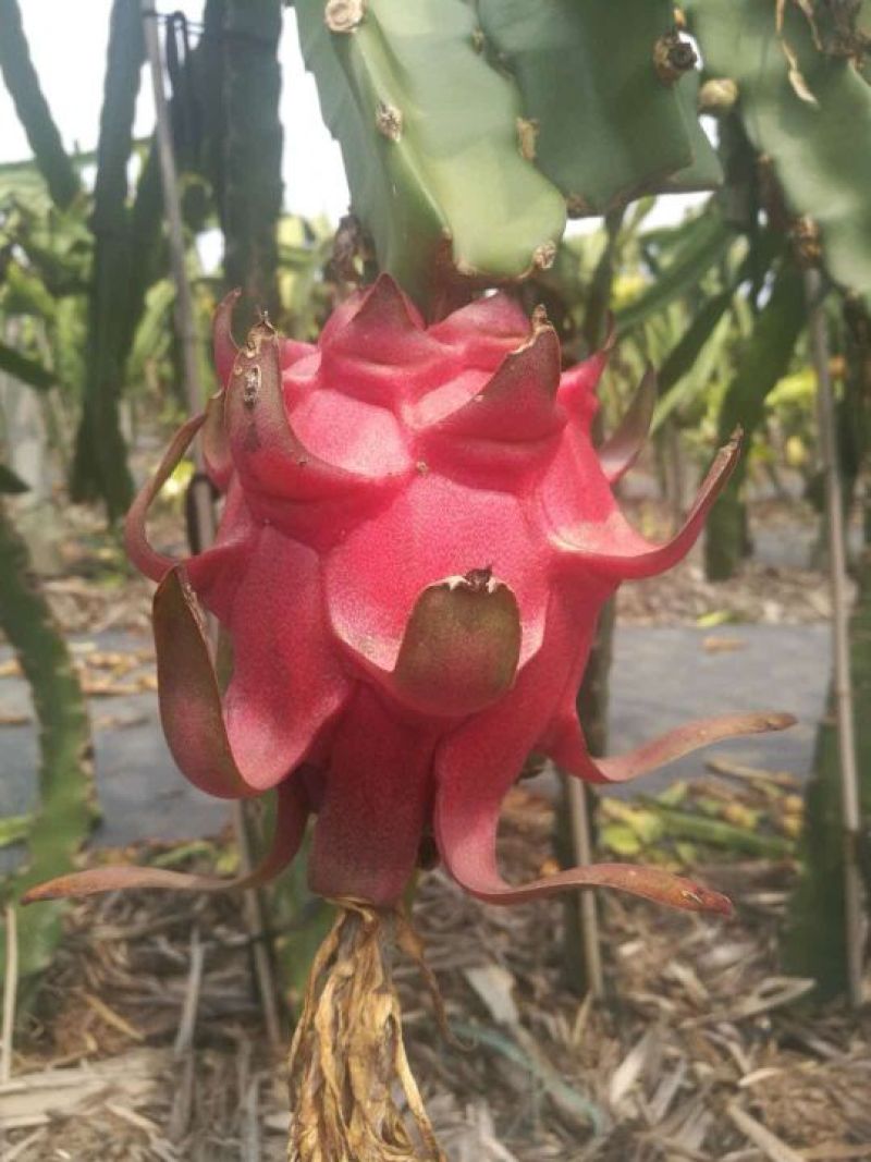 火龙果