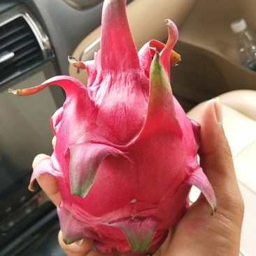 火龙果