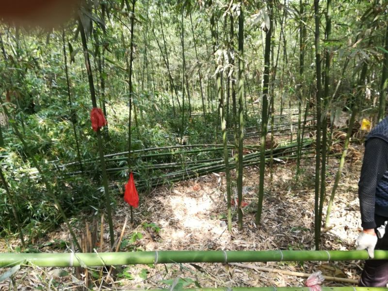 竹子，多个品种