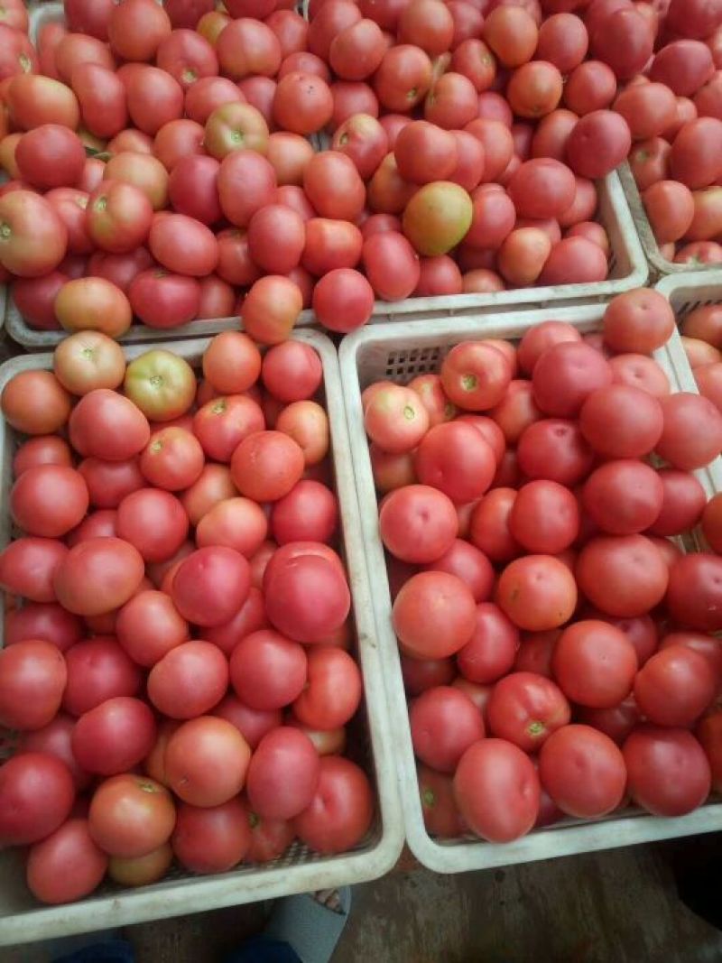 内蒙古大棚蔬菜种植基地