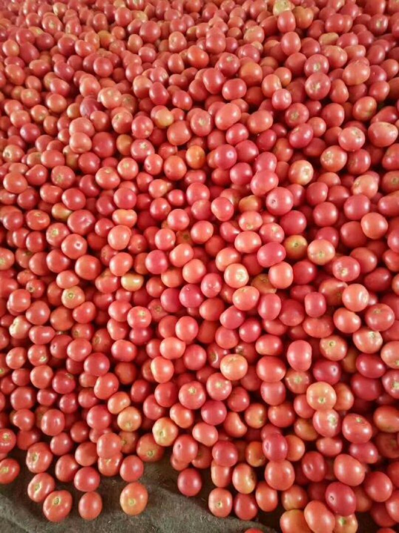 内蒙古大棚蔬菜种植基地