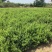 河北巨鹿金银花一年苗巨花一号粗度0.5-0.7公分