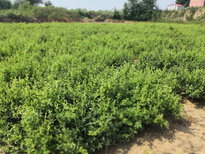 河北巨鹿金银花一年苗巨花一号粗度0.5-0.7公分