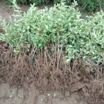 河北巨鹿金银花一年苗巨花一号粗度0.5-0.7公分