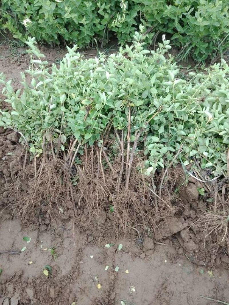 河北巨鹿金银花一年苗巨花一号粗度0.5-0.7公分
