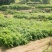 掌叶覆盆子基地苗