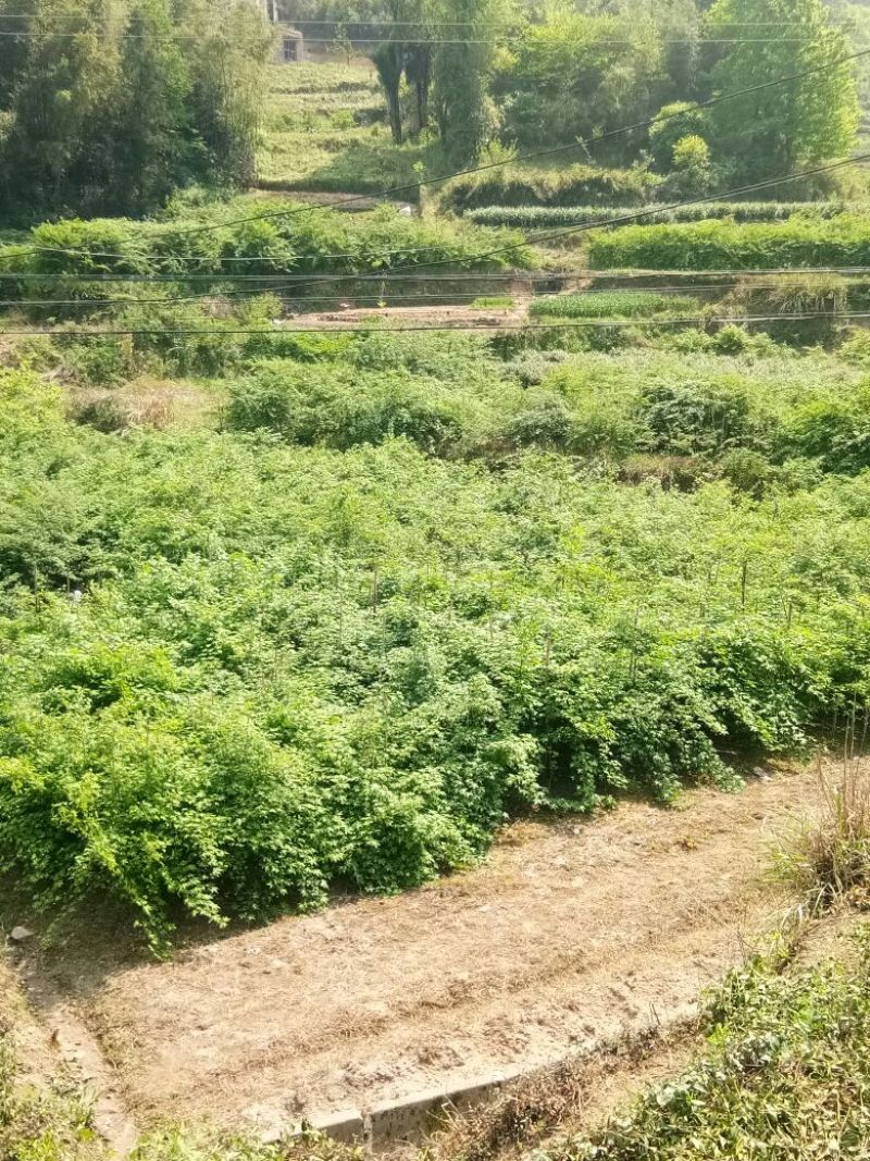 掌叶覆盆子基地苗
