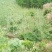 掌叶覆盆子基地苗