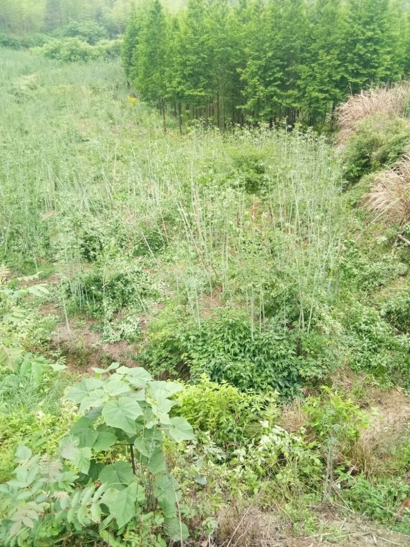 掌叶覆盆子基地苗