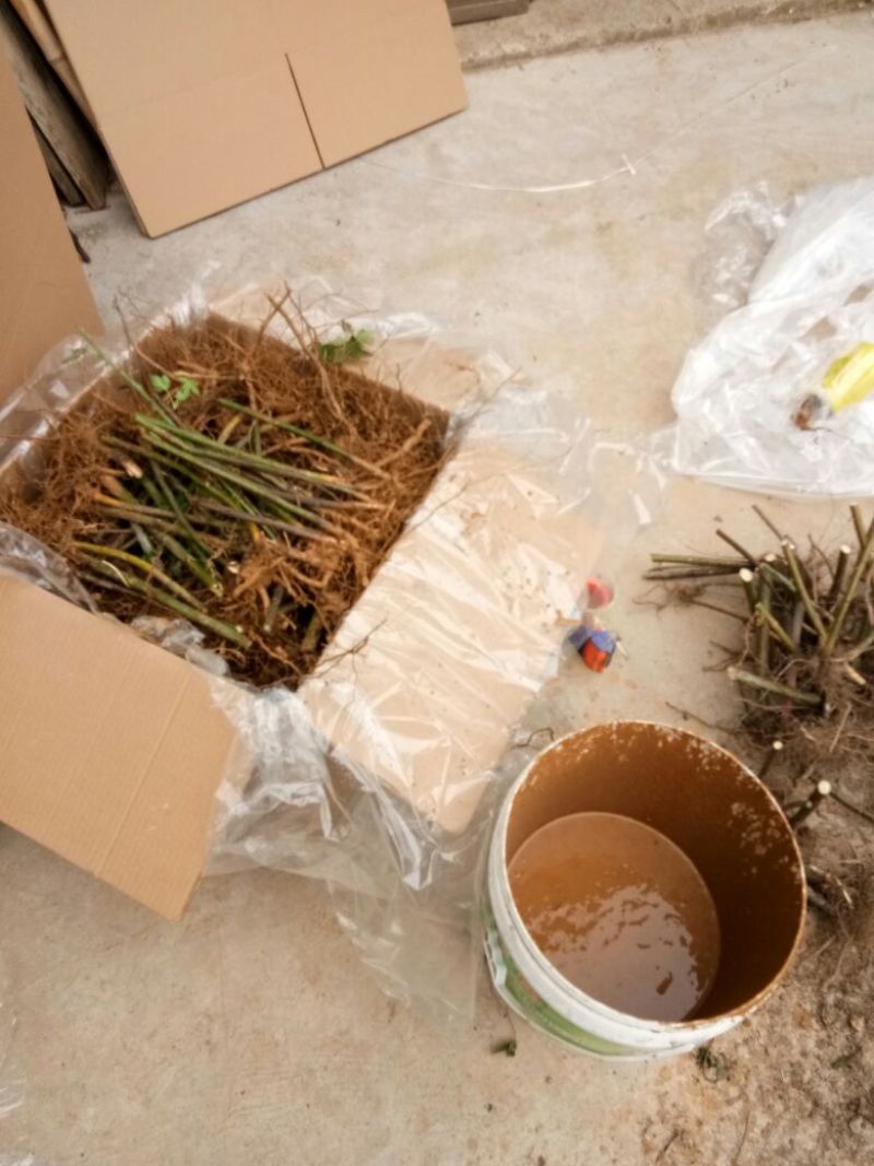 掌叶覆盆子基地苗