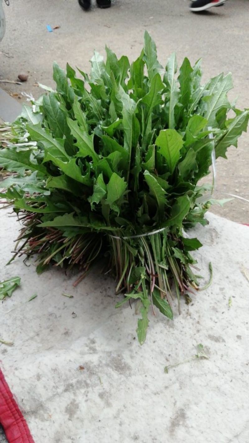 新鲜蒲公英
