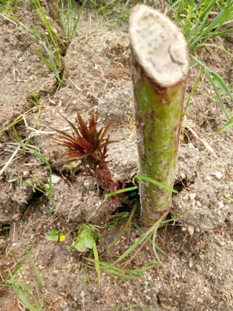 覆盆子基地苗